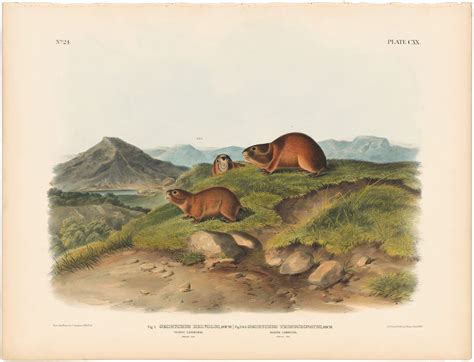 Audubon Bowen Ed Pl Tawny Lemming Quadruped Imperial Bowen