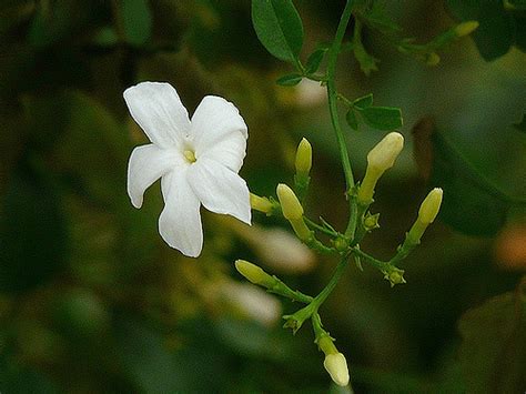 Mullai Flower At Rs Kilogram Jasmine Flower In Chennai Id