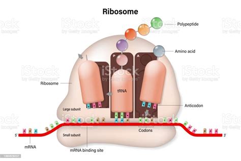 Struktur Ribosom Proses Penerjemahan Rna Mengarahkan Sintesis Polipeptida Mrna Trna Sintesis