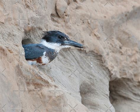 "Female Belted Kingfisher at Nest" by (Tallow) Dave Van de Laar | Redbubble