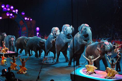 Circus Animals