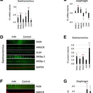 SREBP Pathway In The Mdx Muscle A A Schematic Presentation Of The