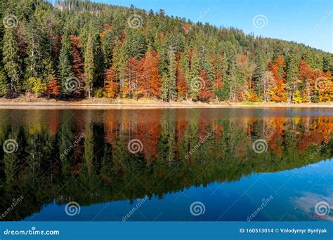 Reflexiones Perfectas Del Rbol Del Oto O En El Lago Foto De Archivo