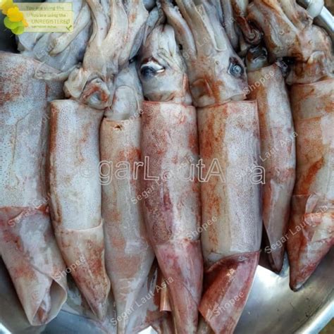 Jual Cumi Segar Cumi Kondom Cumi Tube Kg Seafood Hasil Laut Segar