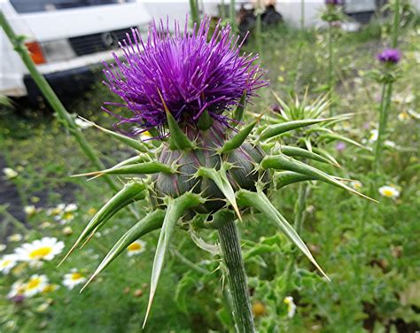 Gewöhnliche Mariendistel Silybum marianum NGIDn11838059 Flickr