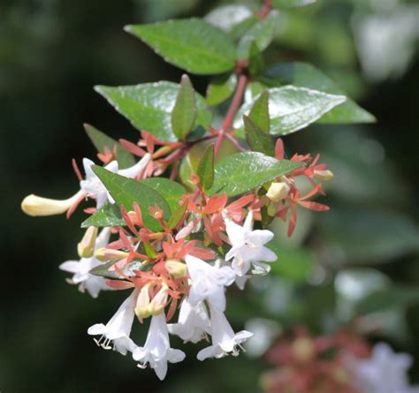 Abelia Grandiflora ‘glossy Abelia One Earth Botanical