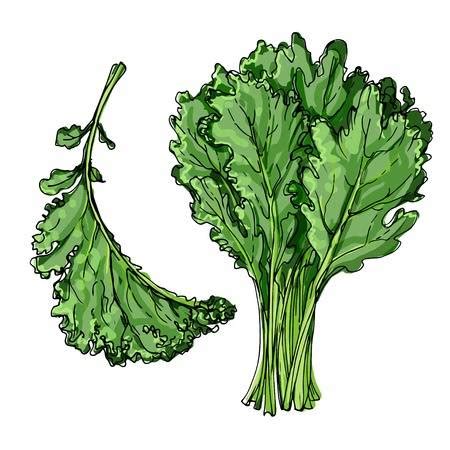 kale clip art 10 free Cliparts | Download images on Clipground 2025