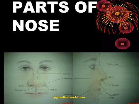 Anatomy of nose | PPT