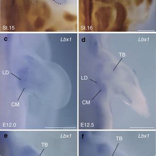 Development of bat wing muscles.(a) Dorsal view of the wing of an adult ...