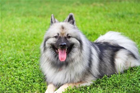 Keeshond Profil Du Chien Point Pet