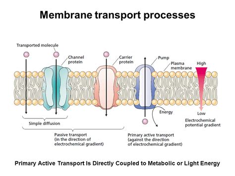 Solute Transport Across Membranes Plasma Membrane Mcat