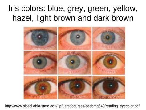 Ppt Understanding Genetics Of Human Eye Color Powerpoint Presentation