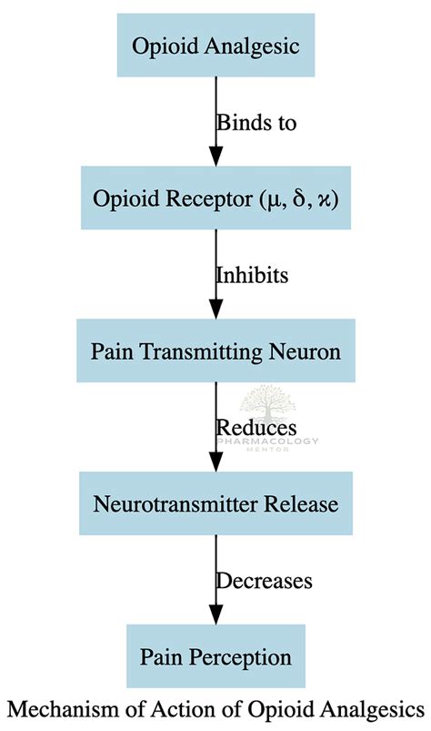 Pharmacology of Opioid Analgesics | Pharmacology Mentor