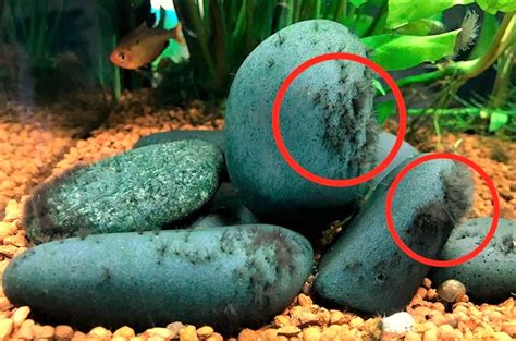 How To Get Rid Of A Black Beard Algae In An Aquarium? | Tips & Tricks