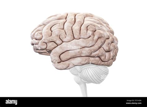 Vue De Profil Du Cortex C R Bral Ou De L H Misph Re Isol Sur Fond