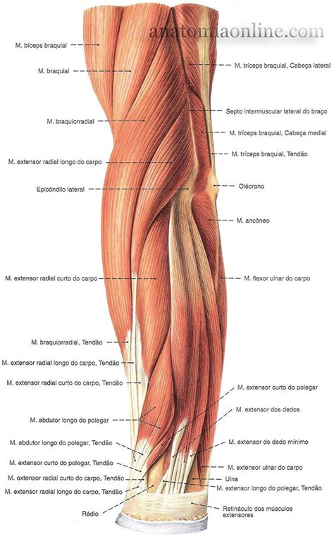 M Sculos Do Antebra O Forearm Muscle Anatomy Leg Muscles Anatomy