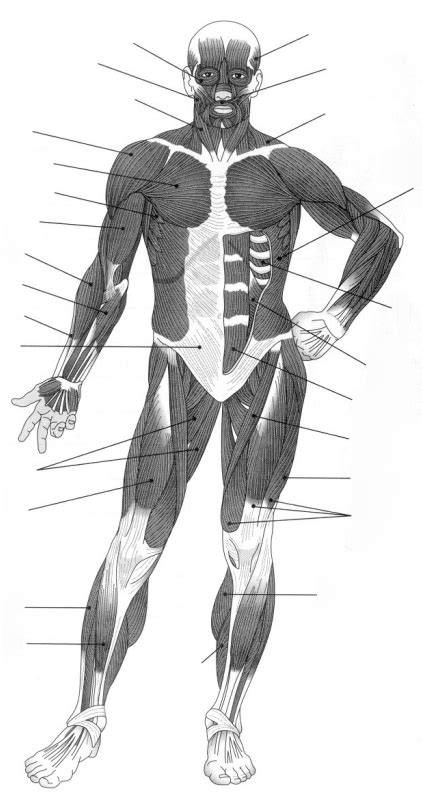 med term ch muscle diagram diagram quizlet