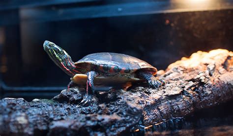 How to Take Care of Pet Turtles - hygger