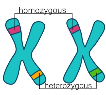 Genetics And Evolution Flashcards Quizlet