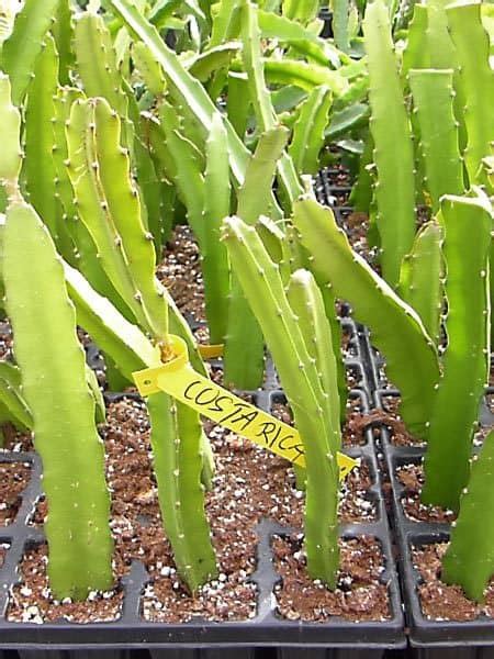 Esquejes De Pitaya Enraizados Campo De Benamayor