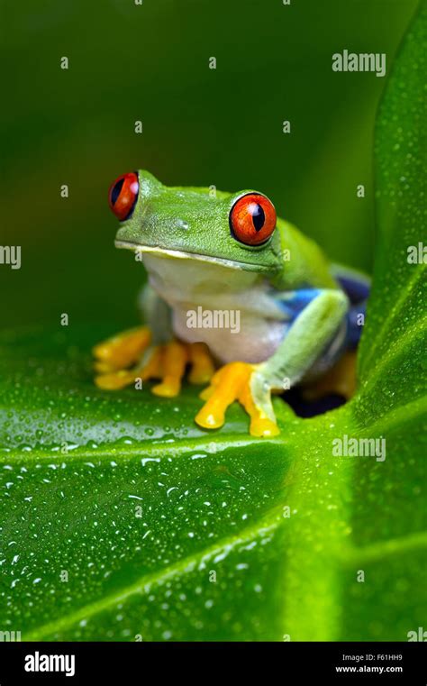 Red Eyed Amazon Tree Frog Agalychnis Callidryas Stock Photo Alamy