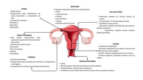 Mapa Mental Anatomia Do Sistema Reprodutor Feminino Aparelho