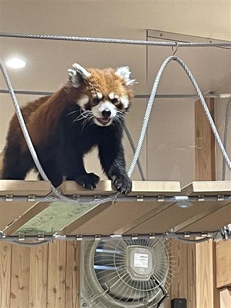 桐生が岡動物園のレッサーパンダ 桐生市 地球の歩き方