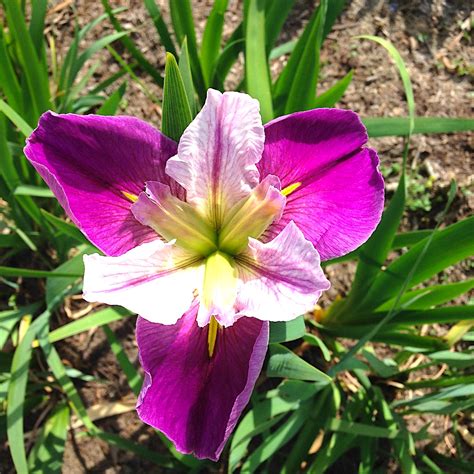 Louisiana Iris - Charleston Parks Conservancy