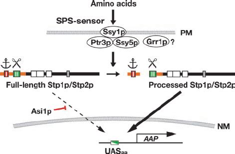 Model Of The Amino Acid Induced Sps Sensing Pathway The Latent Nature