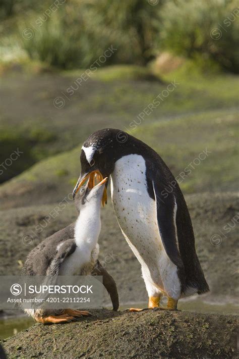 Gentoo Penguin Pygoscelis Papua Feeding Chick Macquarie Island