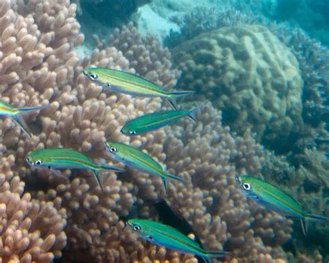 Caesio caerulaurea - Facts, Diet, Habitat & Pictures on Animalia.bio