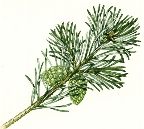 Trees Scots Pine Pinus Sylvestris Lizzie Harper