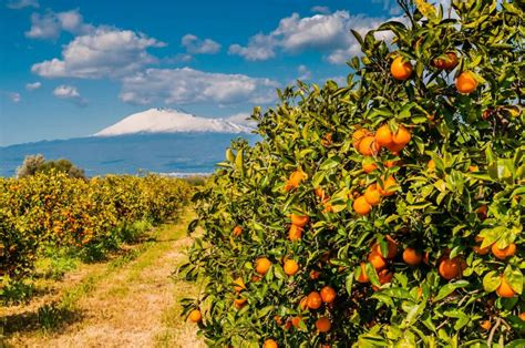 Sicilian Oranges Varieties Health Benefits And Traditional Recipes