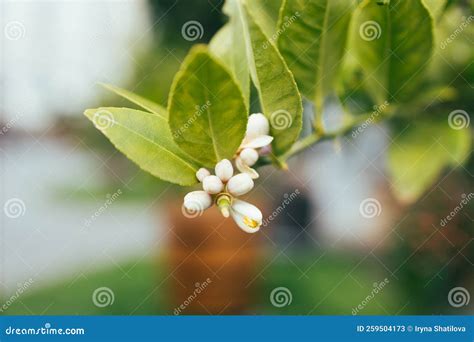 Lime Flowers Lemon Blossom On Tree Among Green Leaves On Bright