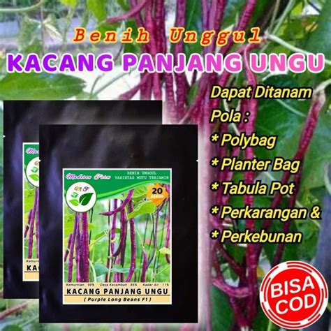 Jual BENIH KACANG PANJANG UNGU Shopee Indonesia