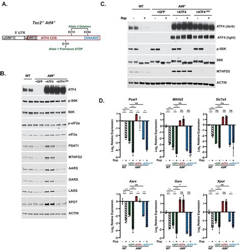 The MTORC1 Mediated Activation Of ATF4 Promotes Protein And Glutathione