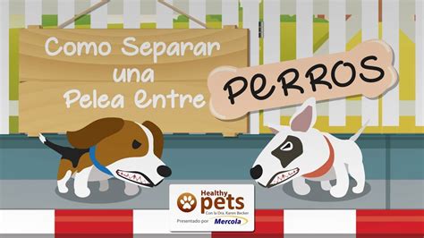 Cómo Detener Una Pelea De Perros Youtube