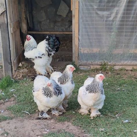 Top 7 Largest Chicken Breeds Also Laying Largest Eggs