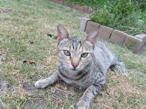 Help Cats In Need – Jessica Cares