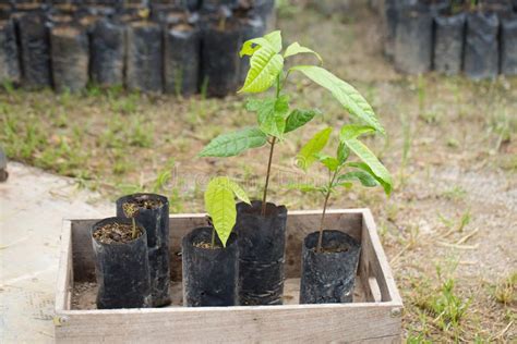 Cocoa Tree In Seeding Bag In The Greenhouse Stock Photo Image Of