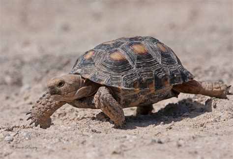 Mezcla Punto De Referencia Oto O Nombres De Tortugas De Tierra Asesinar