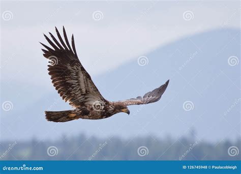 Juvenile bald eagle flying stock photo. Image of outdoor - 126745948