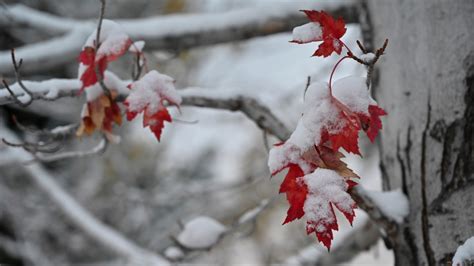 Denver weather: City receives first measurable snow of season