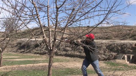 Aprende C Mo Se Realiza La Poda Del Almendro Aqu