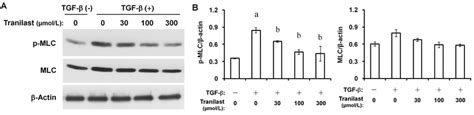 Inhibitory Effect Of Tranilast On Mlc Phosphorylation In Hcfs Induced