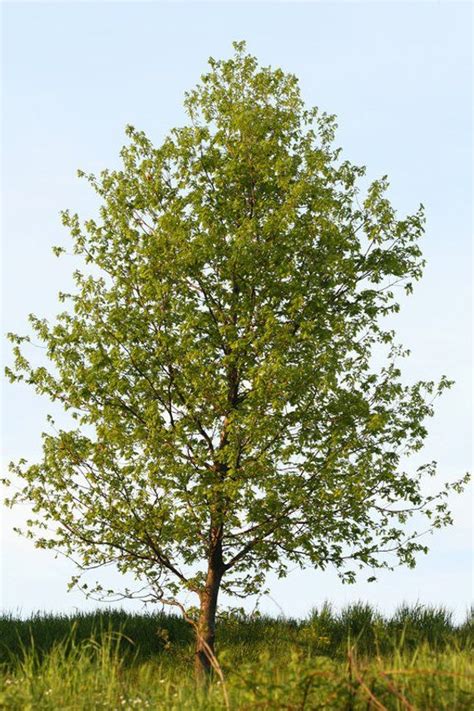 poplar tree identification uk - Racquel Demers