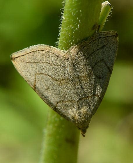 Moth A Zanclognatha Pedipilalis Bugguide Net