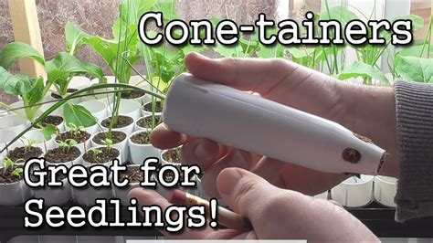 Cone Tainer Grown Vegetable Seedlings See The Results Ray Leach