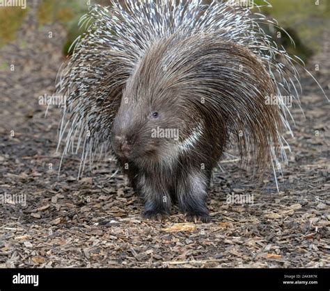 Indian Crested Porcupine Hystrix Indica Stock Photo Alamy