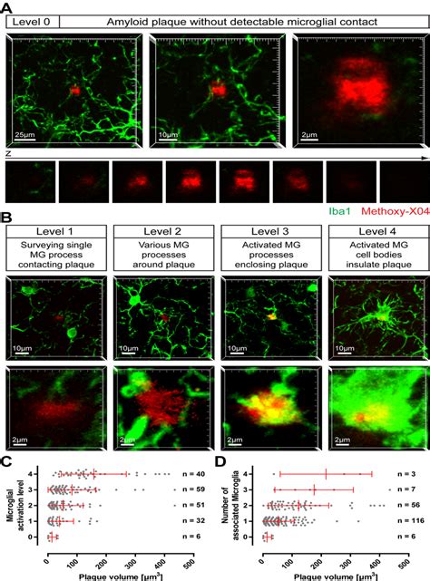 Activation Of Microglia By Small Amyloid Plaques On Brain Slices Of